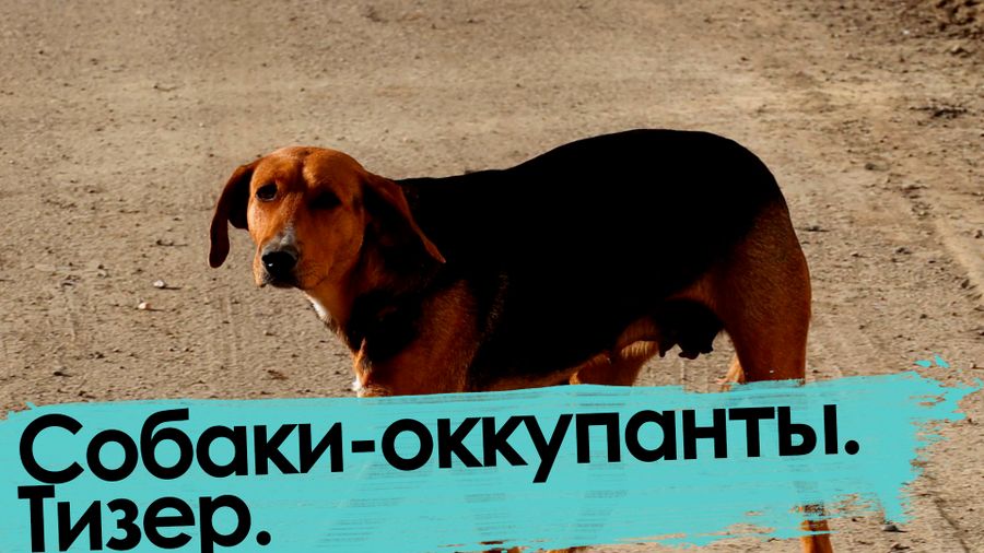 Собаки — оккупанты Читы. Тизер.