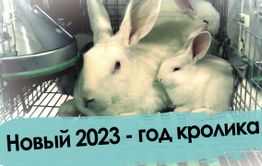 Новый 2023 - год кролика!