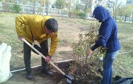 «Вечорка» приняла участие в озеленении площади Декабристов в Чите