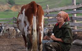 Двадцать три коровы, одна Ирина и стакан парного молока