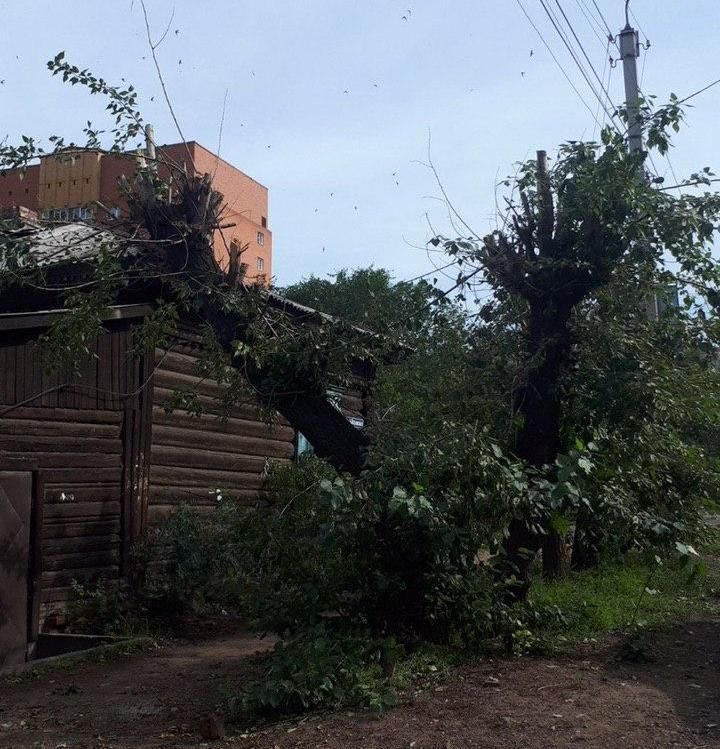 Энергосетевиков в Чите накажут за некачественную обрезку деревьев