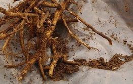 Село Чирон на грани войны из-за заготовки краснокнижной сапожниковии