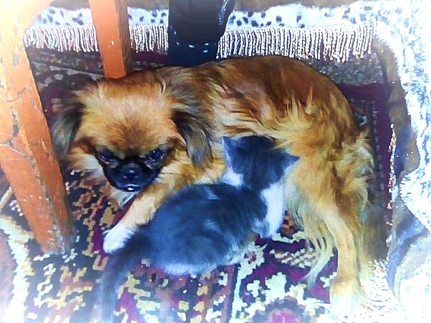 Загадки природы: забайкальская собачка породы пекинес выкормила двух котят