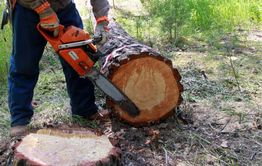 Двух жителей Хилокского района осудили за три сосны