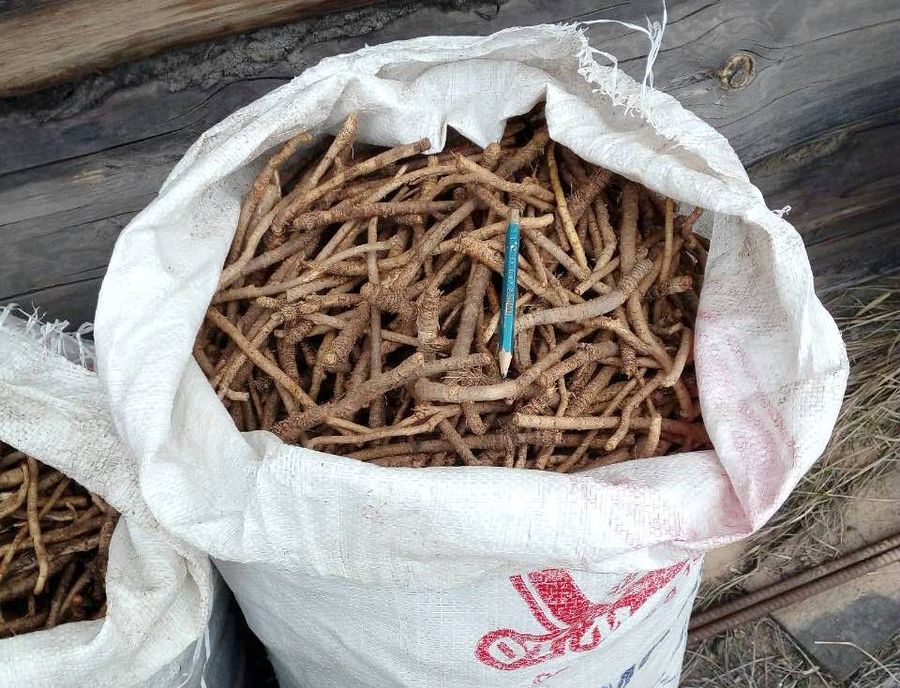 Забайкальца приговорили к штрафу 8,5 млн рублей за добычу краснокнижного растения