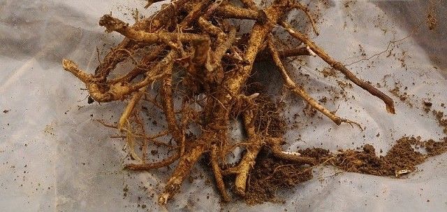 Село Чирон на грани войны из-за заготовки краснокнижной сапожниковии