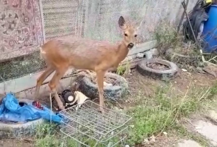 Косуля Соня четыре года живет в доме забайкальского охотника (видео)