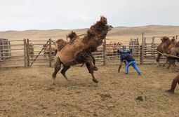 Еще бы не сопротивляться. Ведь верблюду хотят...