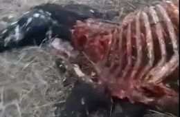 У кого нет коня: у животновода из Шилкинского района вновь убили лошадь