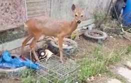 Косуля Соня четыре года живет в доме забайкальского охотника (видео)