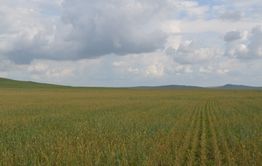 Режим ЧС из-за засухи объявлен в районах Забайкалья 