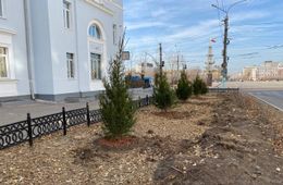 Ах у ели, ах у ели: общественники высадили деревья возле здания ЗабЖД