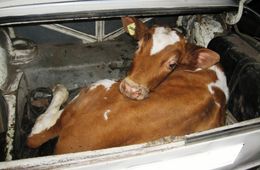 Главу хозяйства в Забайкалье подозревают в кражах скота. Разберутся в камере?