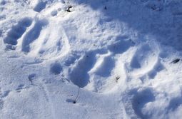 Режим повышенной готовности ввели в двух сёлах Забайкалья из-за медведя-шатуна