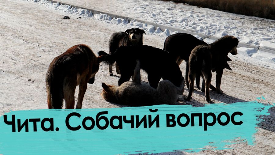 В России могут обязать регистрировать домашних животных