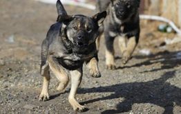 У покусанного собакой в Приаргунском районе 4-летнего ребенка удалили почку 