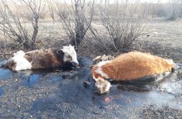 ​Коровы в Приисковой тонут в гудроне