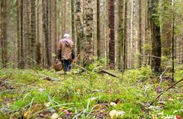 Ушел в лес и не вернулся читинский дачник