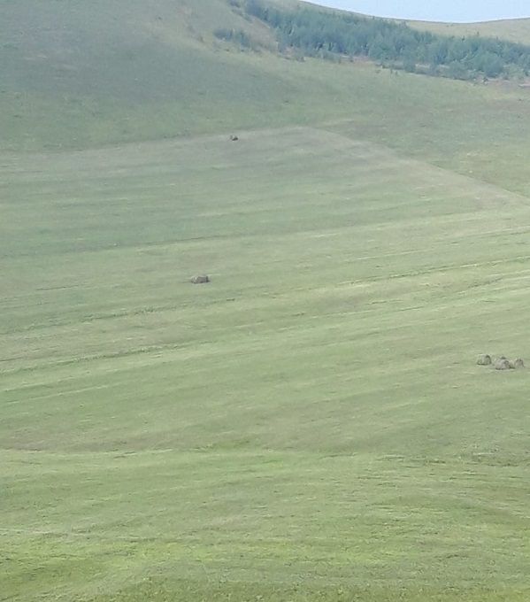 Сено в Шилкинском районе может стать причиной межэтнического противостояния