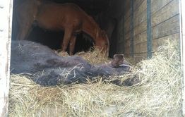 Табун угнанных лошадей обнаружен в Улетовском районе