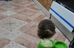 Это Шивандакан - колючий тотемный талисман «В...