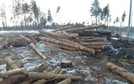 Минприроды не нашло нарушений в рубке леса в Акшинском районе