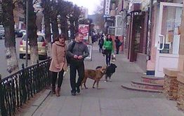 Бродячие псы оккупировали подступы к зданию школы на улице Чайковского