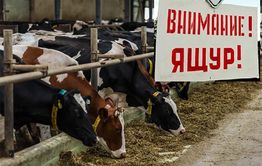 В приграничном селе Новоцурухайтуй введен режим ЧС из-за ящура