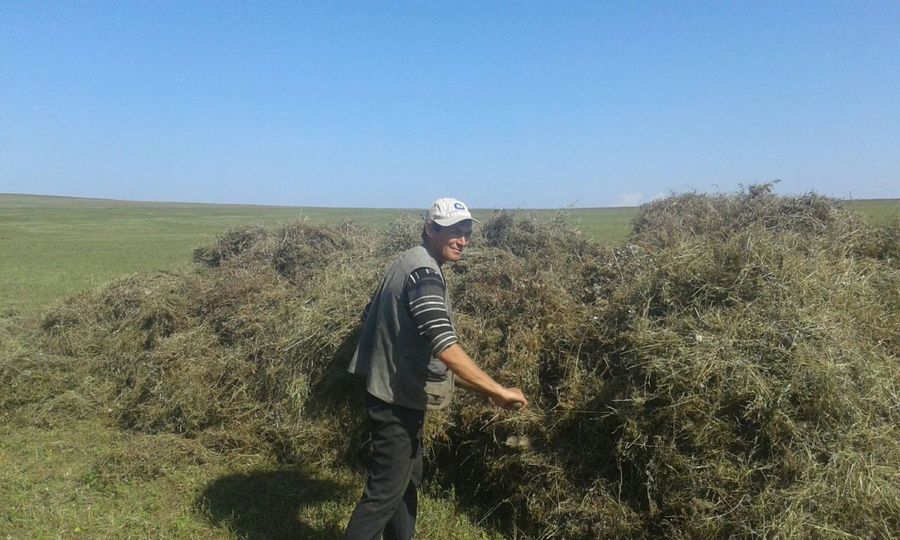 В Забайкалье солят не только грибы с огурцами, но и сено