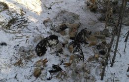Массовое захоронение собак обнаружила «Вечорка» около «Регистана»