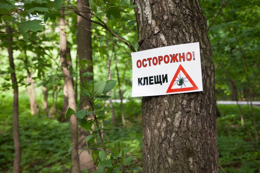 Клещи покусали почти 500 забайкальцев с начала эпидсезона