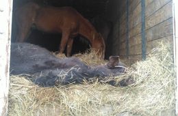 «Лошадиный детектив»: горячая фаза