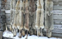 628 волчьих шкур сдали охотники Забайкалья