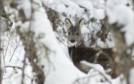 Браконьер застрелил краснокнижную кабаргу в Забайкалье