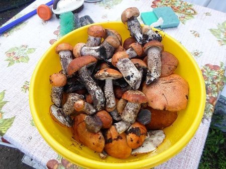В Забайкалье на месяц раньше начался грибной сезон