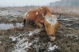 Она погибала, но мы ее спасли. Подробности ск...
