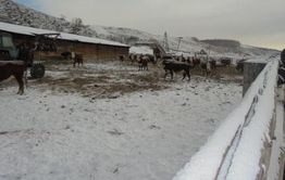 На животноводческой стоянке в Могойтуйском районе  женщина зарезала своего сожителя