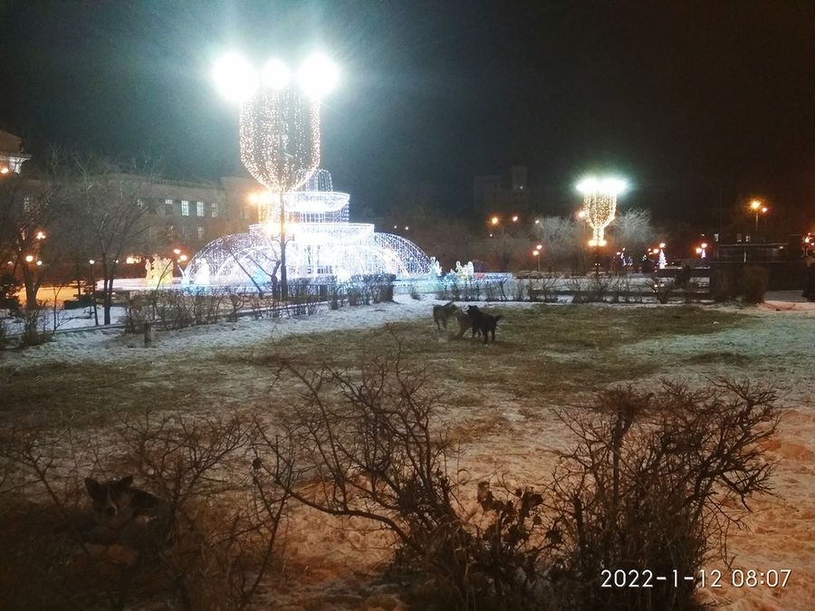 Клыкастое гетто: стая собак облюбовала участок площади Ленина в Чите