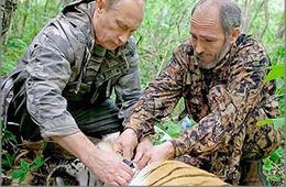 Тигр Путина пришёл в Забайкалье?