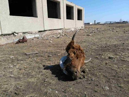 Глава Забайкальского района вышел на тропу войны