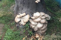 Вот такой пенёк с грибами. Предположительно, ...
