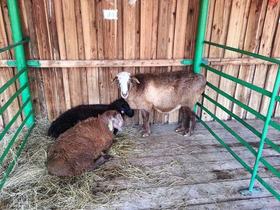 Забайкальским аграриям выдадут льготные кредиты по сниженным ставкам