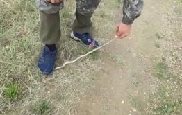Корреспондент «Вечорки» повстречался с огромной гадюкой в степи (видео)