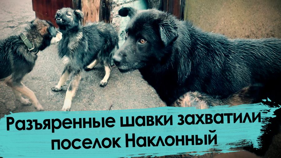 Собаки захватили поселок под Читой