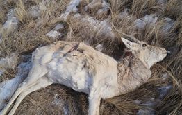 В Забайкальском районе гибнут дзерены
