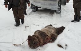На вахтовиков в соседней Якутии напал медведь