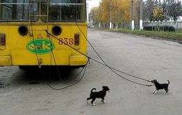 На час раньше: сегодня троллейбусы в Чите перестанут курсировать в 23:00
