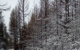 Ветер, снег и понижение температуры – сегодня в Забайкалье