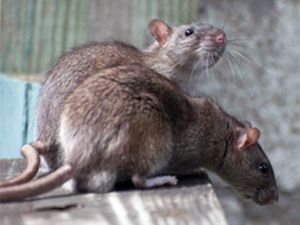 В Чите жильцов дома на улице Корейская атакуют крысы