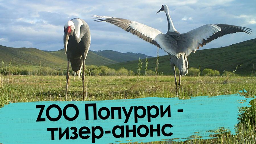 ZOO Попурри – тизер-анонс